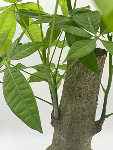 BubbleBlooms Money Tree Stump, Pachira aquatica, in 6 inch Pot