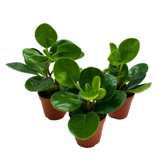 BubbleBlooms Peperomia Obtusifolia Green Marble Plant Set of 3 in 2 inch pots Rubber Spoonleaf Tiny Mini Pixie