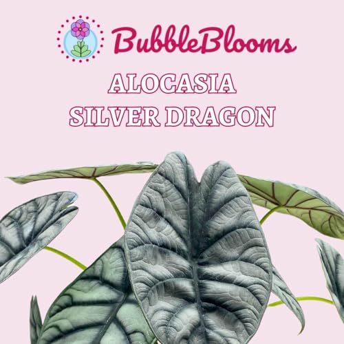 BubbleBlooms Alocasia Silver Dragon in a 6 inch Pot