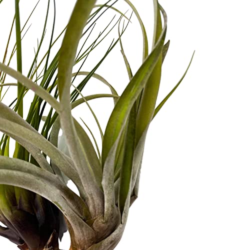 BubbleBlooms Large Tillandisa Assorment, Set of 2 Large-Sized Bare-Root airplants