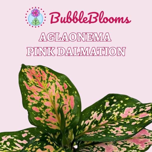 BubbleBlooms Aglaonema Pink Dalmation Chinese Evergreen Lady Valentine in 4 inch Pot