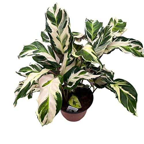 BubbleBlooms Calathea Stella in a 6 inch Pot Beautiful White Variegated House Plant Lietzei Fusion White