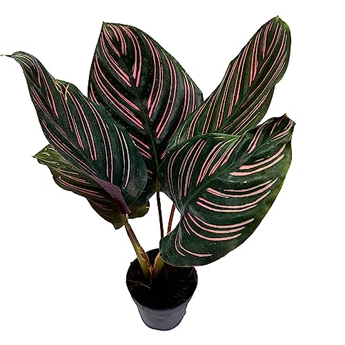 BubbleBlooms Calathea Ornata, Pinstripe Plant, Zebra Plant, Cathedral Plant, Peacock Plant in 2 inch Pot