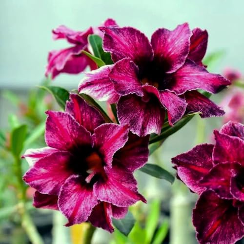 BubbleBlooms Desert Rose Emma in a 4 inch Pot Extremely Rare Flower