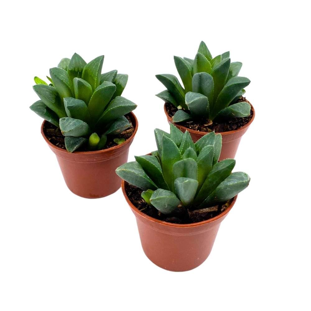 Haworthia African Emeralds, 2 inch Set of 3, Haworthia Retusa Tiny Mini Pixie Plants