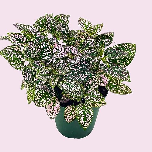 BubbleBlooms Pink Hypoestes Phyllostachya in a 4 inch Pot Polka Dot Flamingo Plant