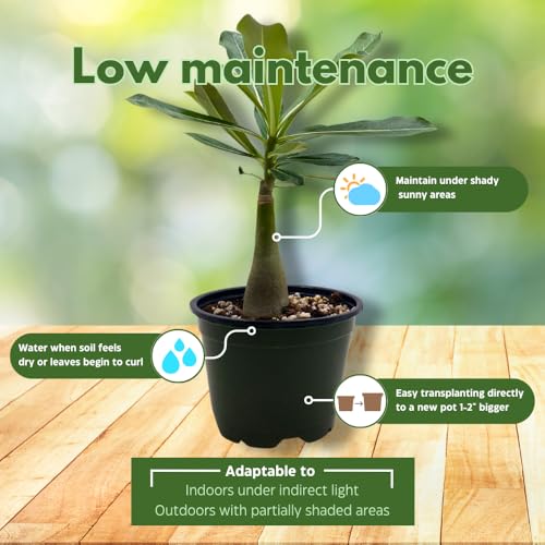 BubbleBlooms Desert Rose Wonderland in a 4 inch Pot Extremely Rare Flower