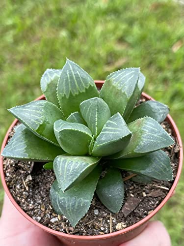 BubbleBlooms Haworthia retusa, African Emeralds, Clear, Very Rare in 3 inch Pot