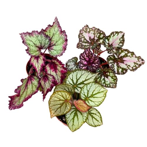 Harmony Foliage Harmony's White Begonia Assortment 4 inch Set of 3 All White Hybrids