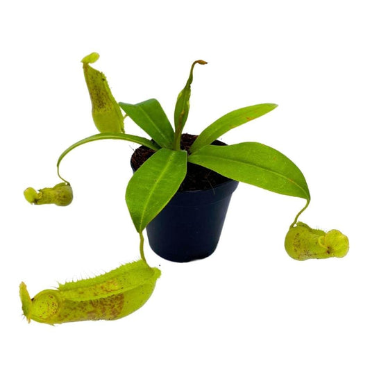 Nepenthes Hispida Beck, 2 inch, Winged Pitcher Rare Carnivorous Plant