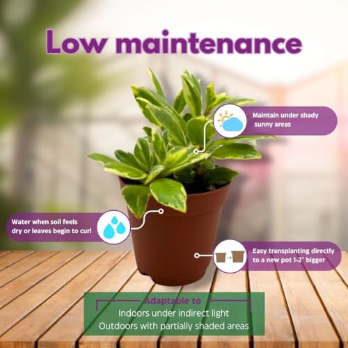 Harmony Foliage Columnea Goldfish Plant Assortment Set of 3 in a 2 inch Pot