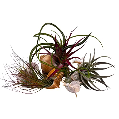 BubbleBlooms Tillandisa Assorment with Nautilus Seashells, Set of 5, Different-Sized airplants Mounted on a Conch