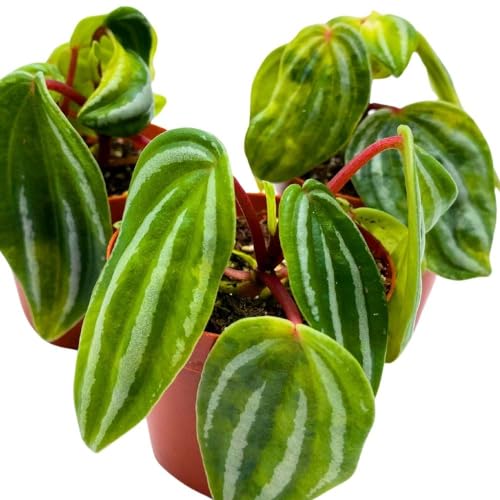 Harmony Foliage Peperomia Mini Watermelon, 2 inch Set of 3, verschaffeltii Unique Rare Pep