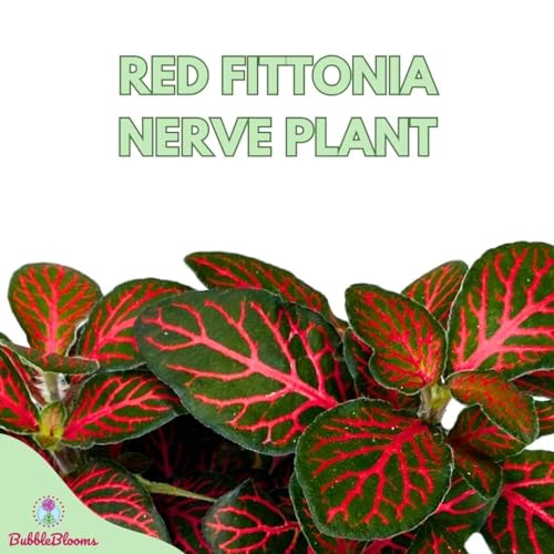 BubbleBlooms Red Fittonia Albivenis Nerve Plant in a 4 inch Pot Silver Net Leaf, Mosaic Jewel Creeping Indoor Plant verschaffeltii