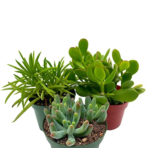 BubbleBlooms Succulent Assortment Set, 4 inch pots, Set of 3, Variety, Jade Plant, Jelly Beans, Humilis, Taco Plants, and More