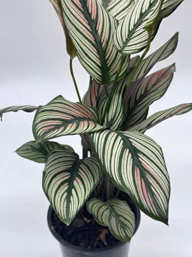 BubbleBlooms Calathea majestica, in a 4 inch Pot, Striped Pyjamas, White Star
