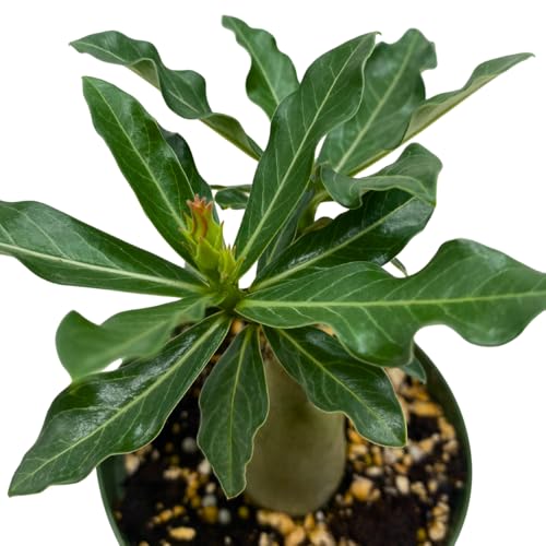 BubbleBlooms Desert Rose Guangyao in a 4 inch Pot Extremely Rare Flower