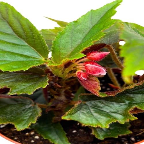 Harmony Foliage Angel Wing Cane Begonia Ginny 4 inch