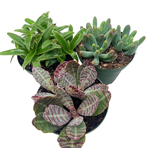BubbleBlooms Succulent Assortment Set, 4 inch pots, Set of 3, Variety, Jade Plant, Jelly Beans, Humilis, Taco Plants, and More