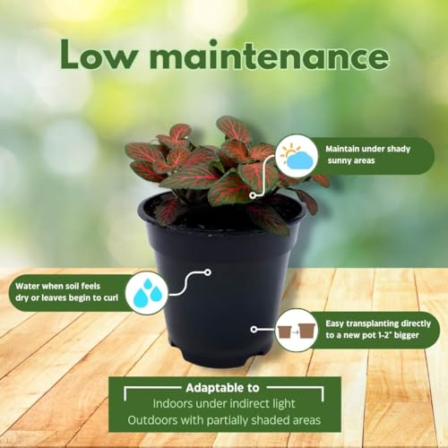 BubbleBlooms Fittonia Nerve Plant Assortment, 4 inch Set of 3, Red White and Pink, Mosaic Jewel Creeping Indoor Plant Albivenis