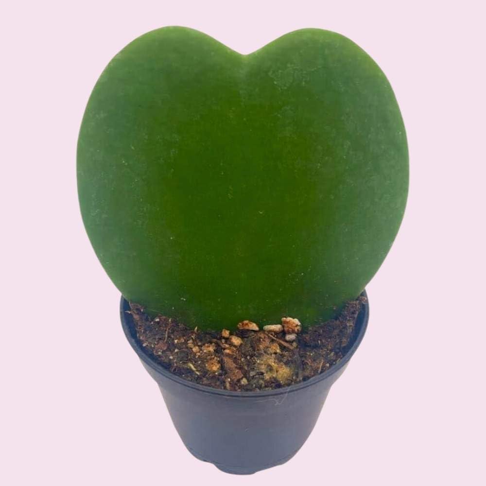 Hoya Kerrii Green Heart 24-Pack 2 inch Single Leaf No Node Sweetheart Mother's Day Valentine's Day Plant