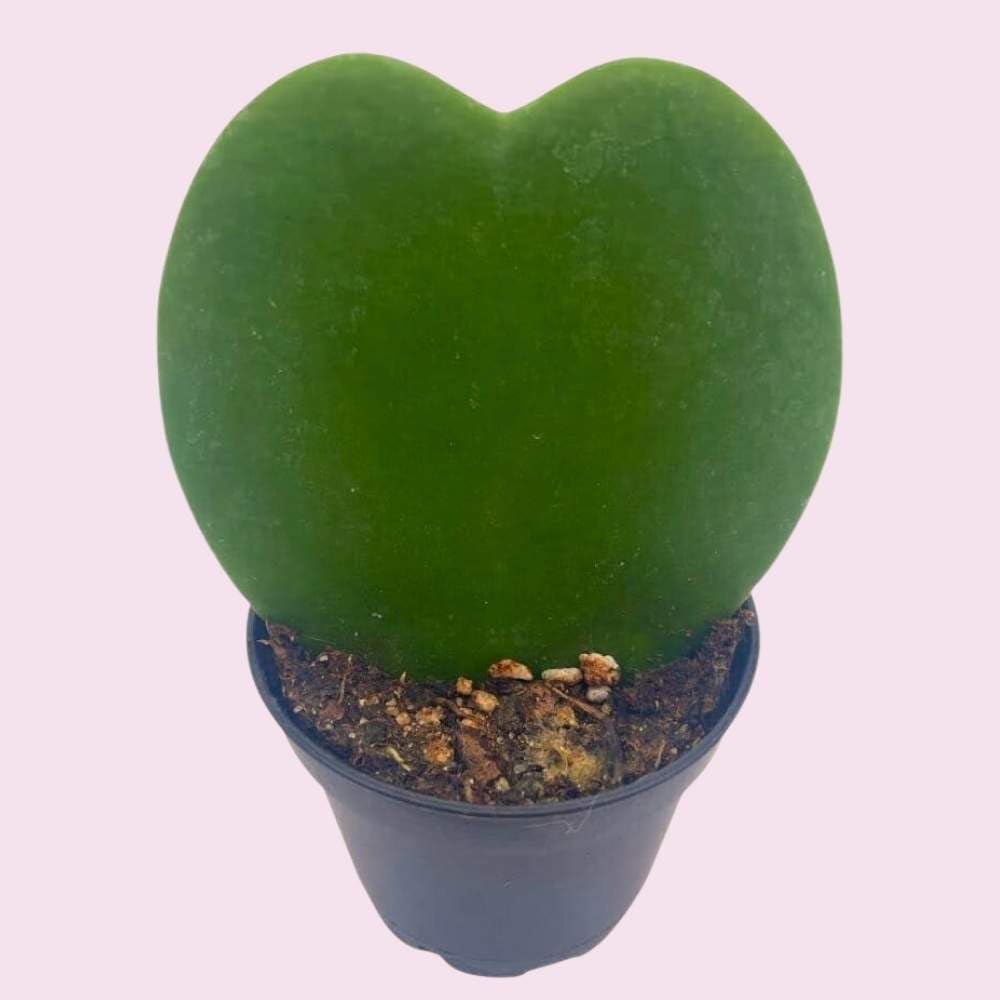 BubbleBlooms Hoya Kerrii Green Heart 12-Pack 2 inch Single Leaf No Node Sweetheart Mother's Day Valentine's Day Plant