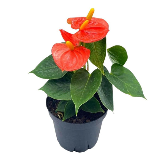 BubbleBlooms Anthurium Coral, Orange - ish in a 4 inch Pot Heart Shaped Leaf