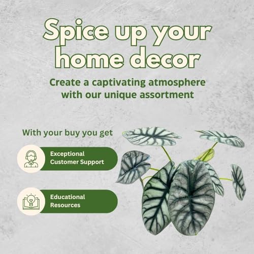 BubbleBlooms Alocasia Silver Dragon in a 6 inch Pot