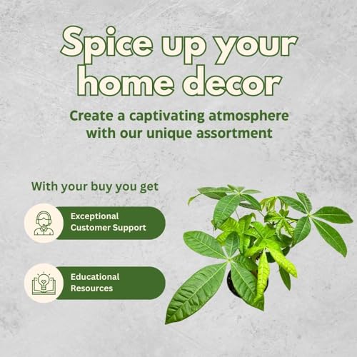 BubbleBlooms Braided Money Tree Pachira aquatica in a 6 inch Pot Water Chestnut Plant