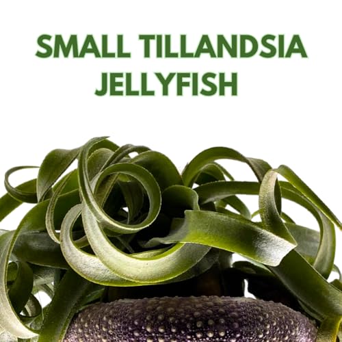 BubbleBlooms Small Tillandsia Jellyfish, Cute Hanging air Plant with Seashell