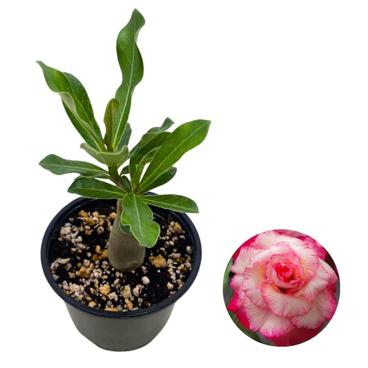 BubbleBlooms Desert Rose Peony in a 4 inch Pot Extremely Rare Flower