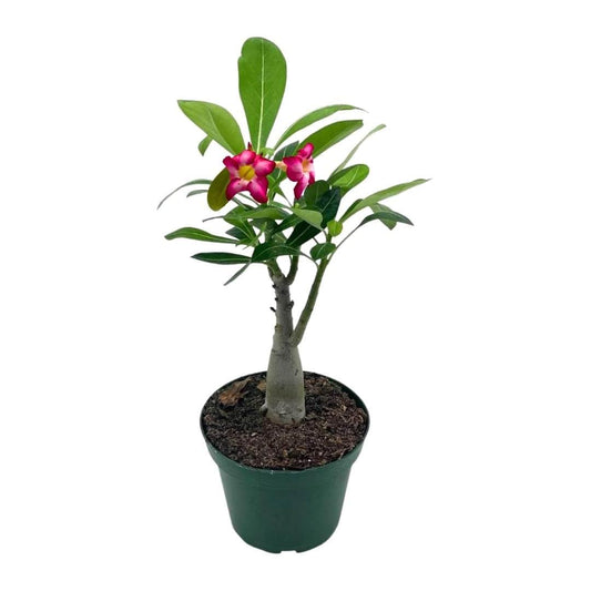 Desert Rose, 4 inch, Adenium Obesum, White and Pink Flower