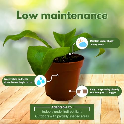 BubbleBlooms Hoya Quinquenervia 2 inch