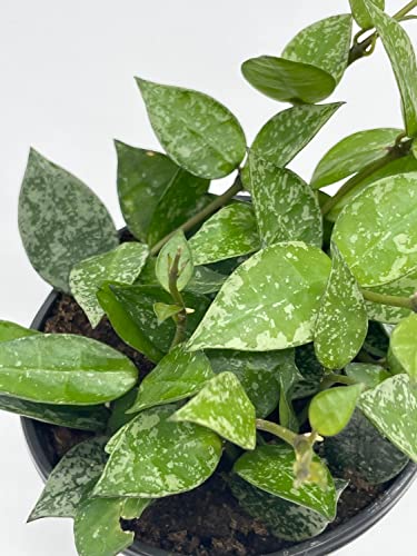 BubbleBlooms Hoya Krohniana in a 4 inch Pot Silver Splash Variegated, Rare Hoya