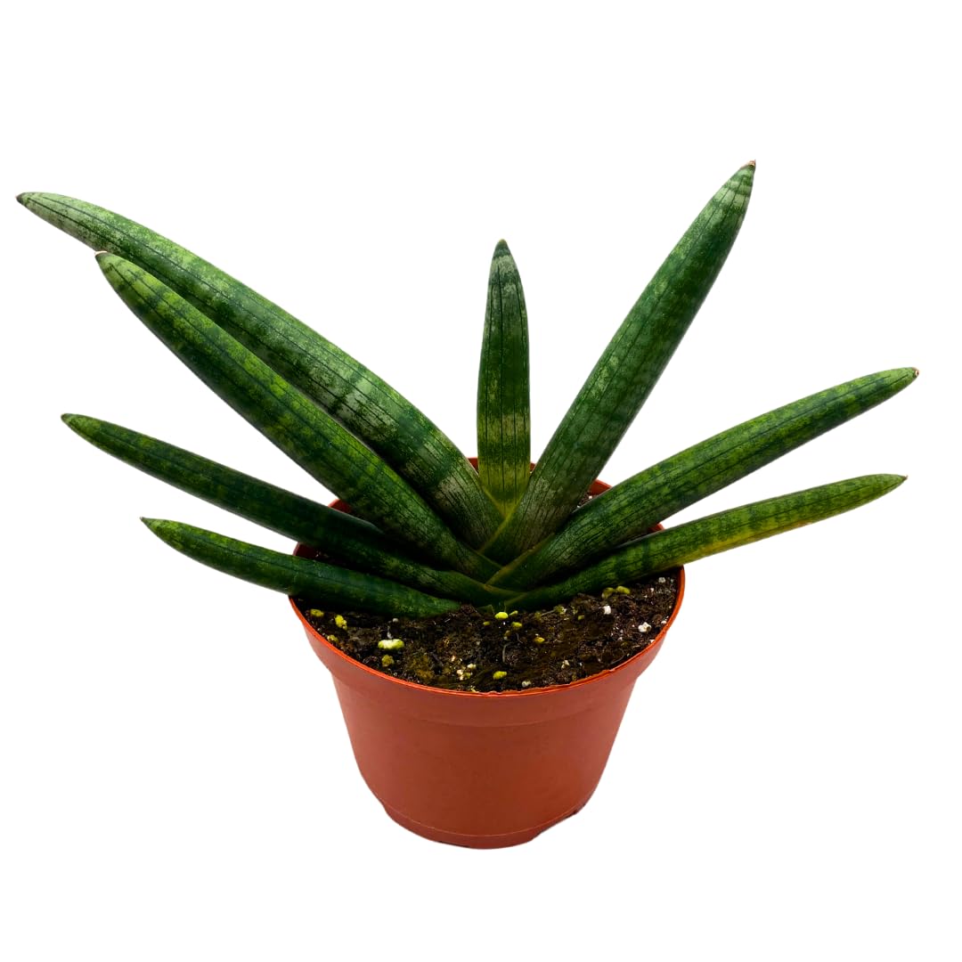 BubbleBlooms Sansevieria Boncel Starfish 6 inch Rare Snake Plant