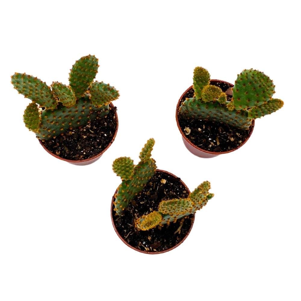 Red Bunny Ears Cactus, 2 inch Set of 3, Opuntia microdasys, Angel's Wings Tiny Mini Pixie Plants