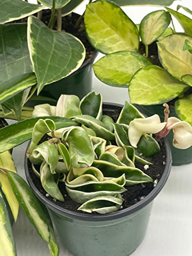 BubbleBlooms Premium Hoya Assortment Set 5 Different Premium Hoyas in 4 inch pots