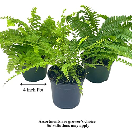 BubbleBlooms Boston Fern Assortment, 3 Different 4 inch Boston Ferns, Nephrolepis exaltata Variety Mix