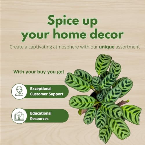 BubbleBlooms Calathea Burle Marxii in a 4 inch Pot Prayer Plant