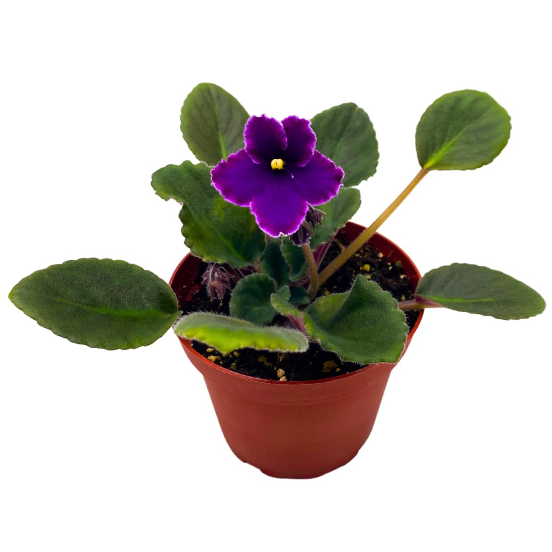 Harmony Foliage African Violet Sunset Kiss 4 inch Purple Flower Pink Edge