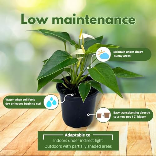 BubbleBlooms Anthurium White Flowering in a 4 inch Pot