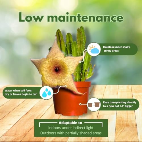 BubbleBlooms Stapelia gigantea, Giant Starfish Flower, Rare Huernia, in 6 inch Pot