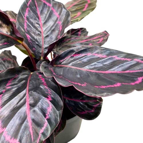BubbleBlooms Calathea Dottie Black Rose Roseopicta in a 4 inch Pot