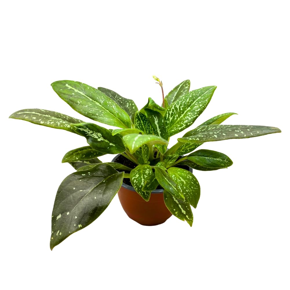 Harmony Foliage Michaelmoelleria vietnamensis Big Mike 6 inch Variegated Gesneria Purple Flower
