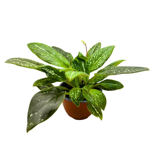 Harmony Foliage Michaelmoelleria vietnamensis Big Mike 6 inch Variegated Gesneria Purple Flower