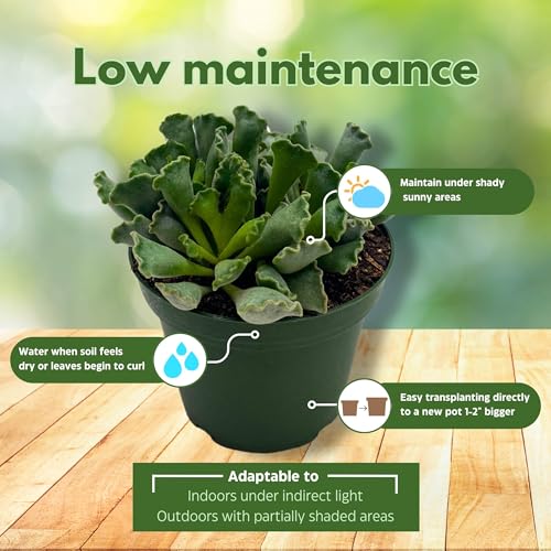 BubbleBlooms Pie Crust Succulent, Key Lime Pie Crinkle Leaf Plant, 4 inch