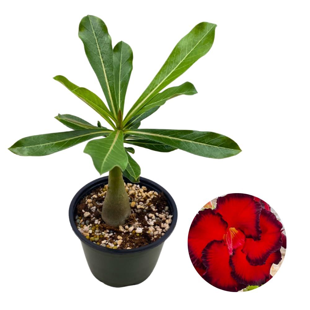 BubbleBlooms Desert Rose Wonderland in a 4 inch Pot Extremely Rare Flower