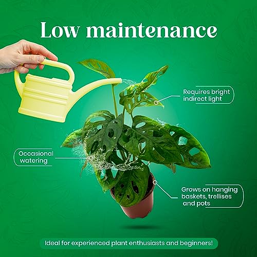 BubbleBlooms Monstera Adansonii Swiss Cheese Plant, Live in a 4 inch Pot by BubbleBlooms