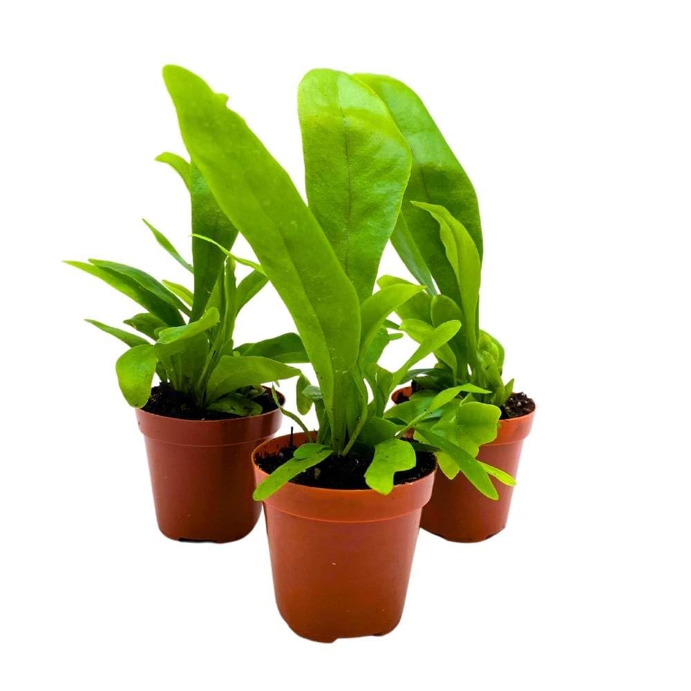 Bird's Nest Fern 2 inch Set of 3 Asplenium Nidus Tiny Mini Pixie Plants