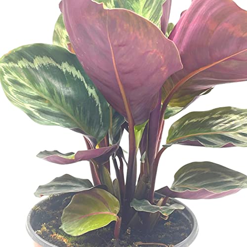 BubbleBlooms Calathea Medallion, Roseopicta in a 6 inch Pot Regal Rose, Rabbit Ear Prayer Plant